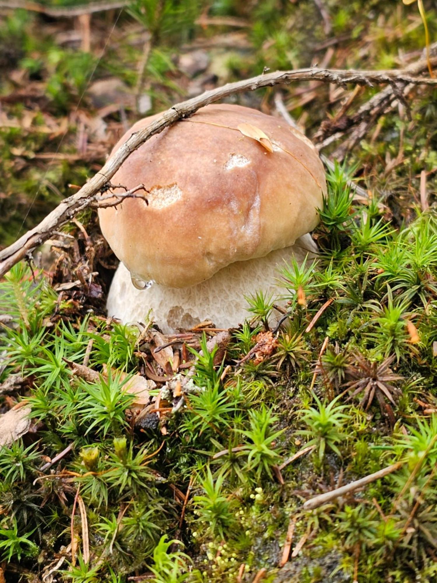 Osmelakowa Dolina Spalona Exterior foto